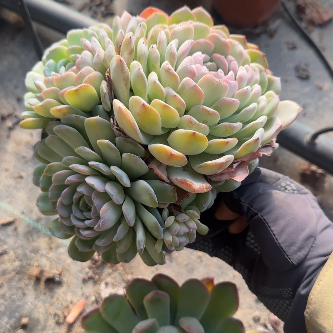 无花朵白胖子五头