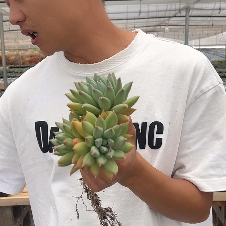 博朗特0000000000000