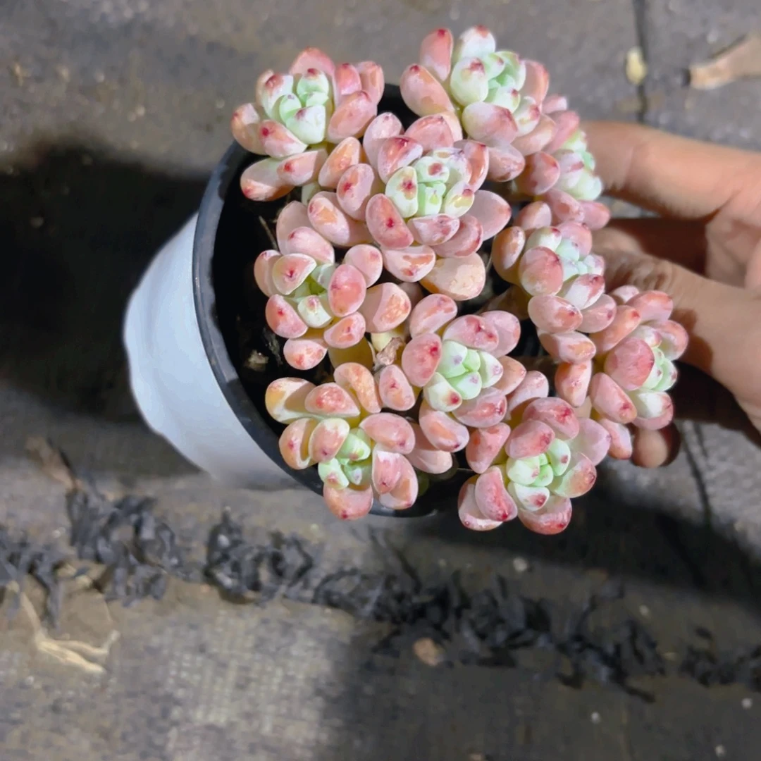 罗琦9cm老桩整桩新疆包邮