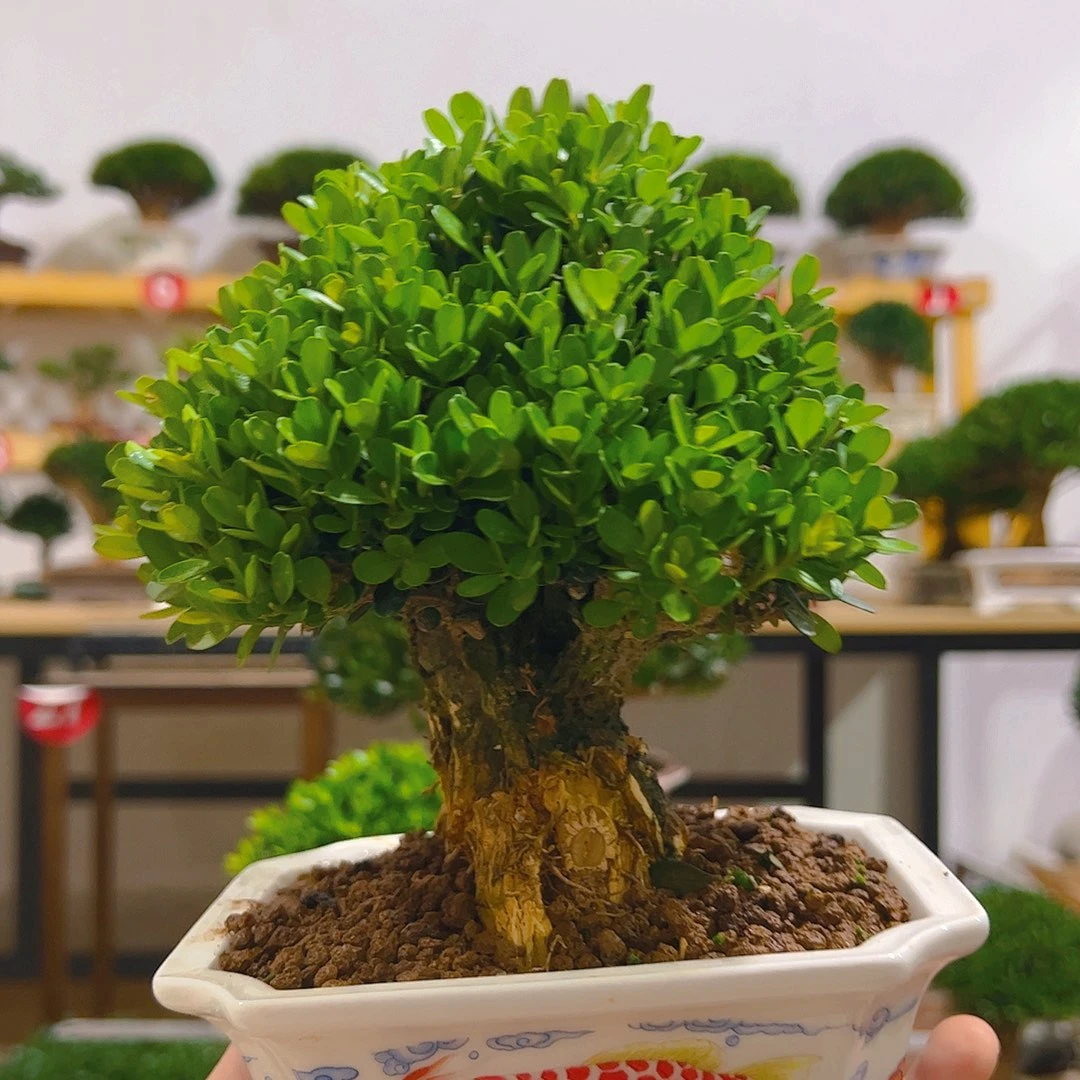 虎***无花朵黄杨一物一拍盆景