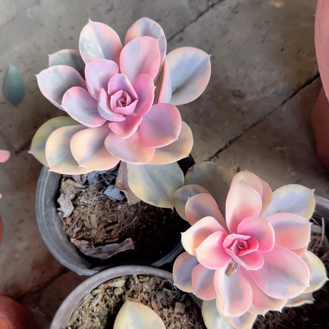 无花朵120彩虹单头小歪