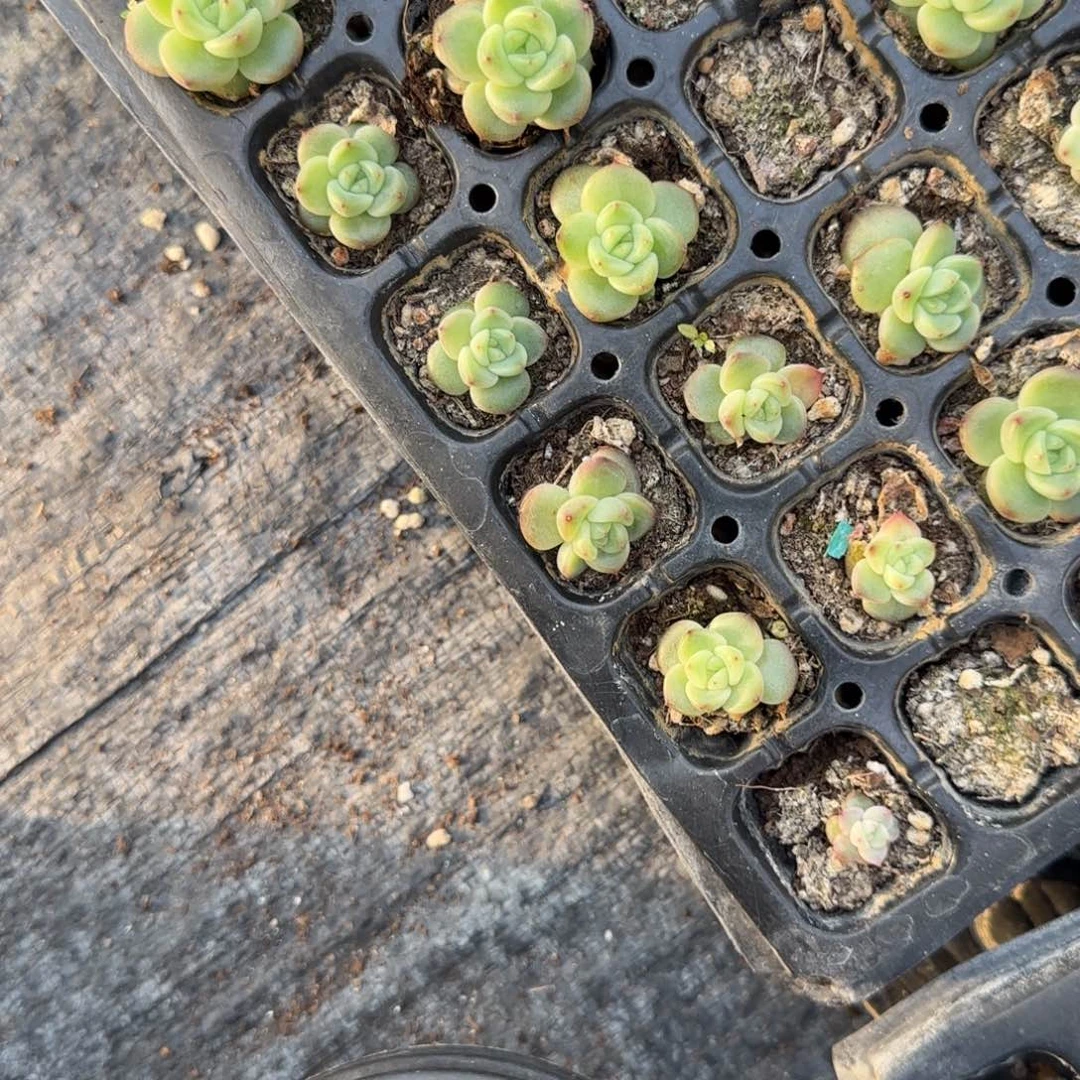 珍妮1 穴5个满25包邮