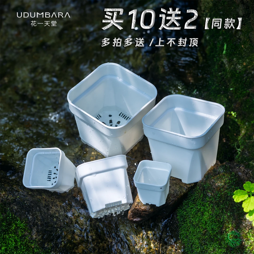 花一天堂升级特厚多肉花盆塑料矮方盆育苗种植省土大小口径10送2