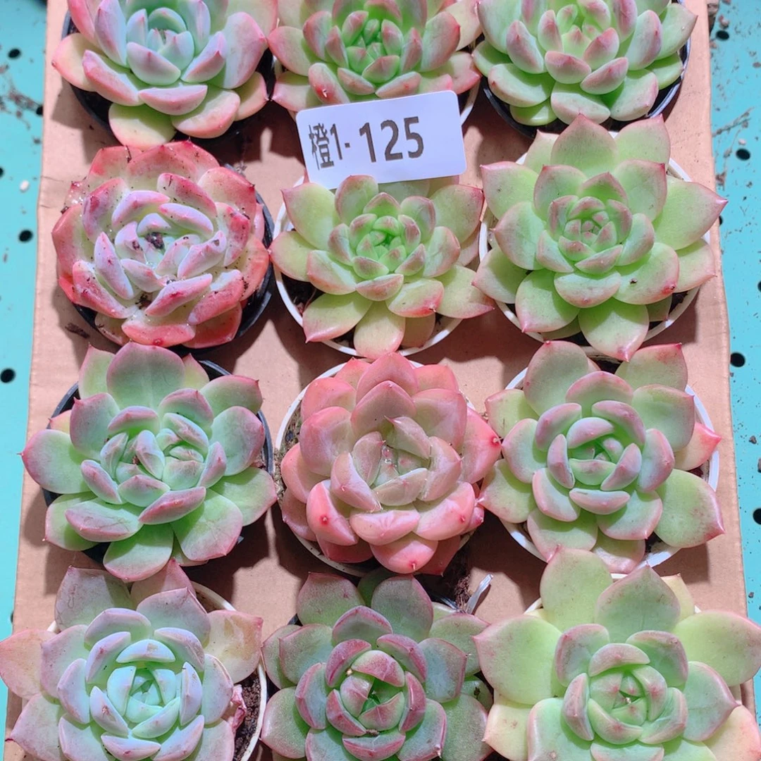 1-125一物一拍多肉带盆18颗