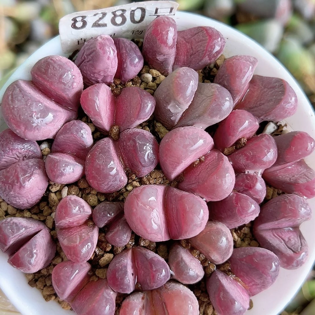 8280 好养易活生石花大母本9cm盆