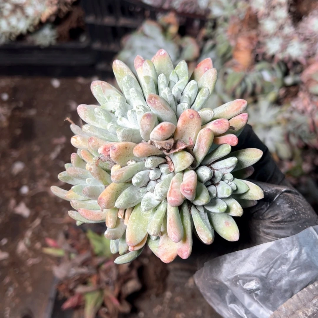 6910哈哈哈哈哈哈哈哈哈