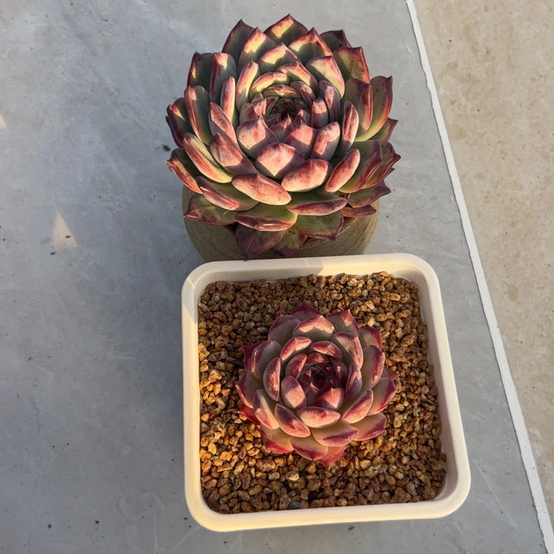 五****两颗红拉糖多肉植物