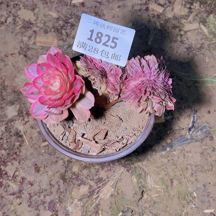 1825荔枝缀多肉植物2号