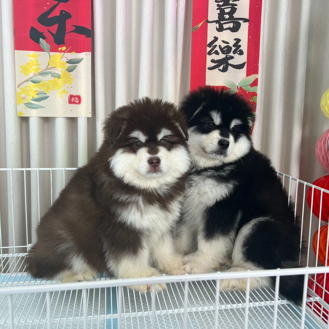 山城狗哥（宠物Club）