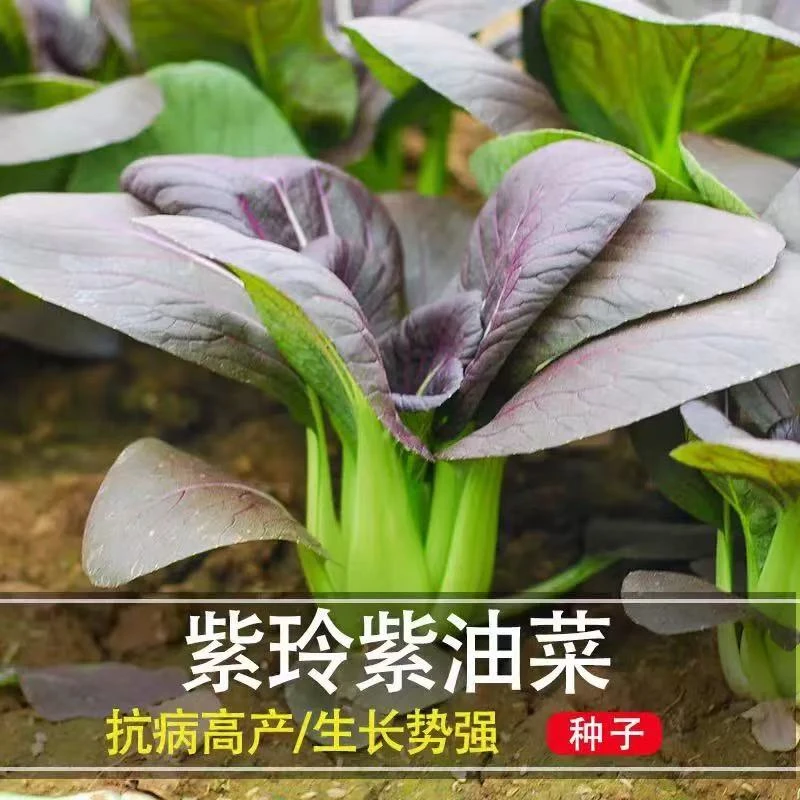 【满5包包邮】紫贝油菜种籽紫色红油菜种孑盆栽小青菜四季菜园种植