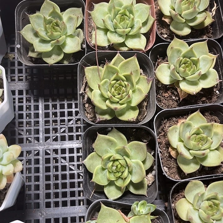 托斯卡带盆土发货