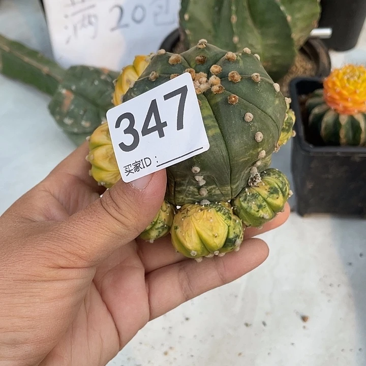 无根仙人球347号兜锦