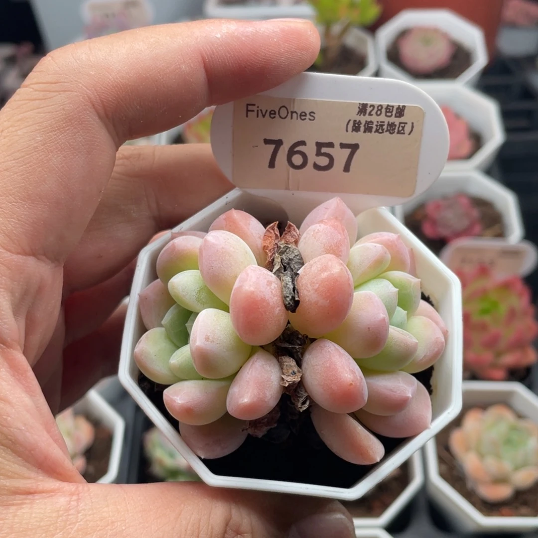 奶糖7657-6.0厘米