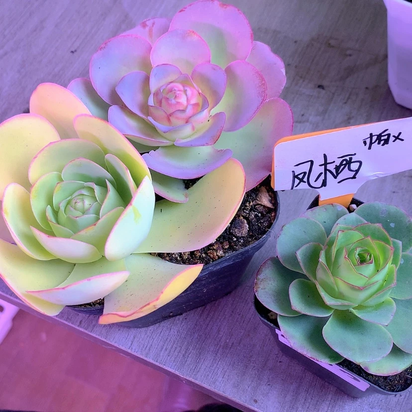 【闪购商品】王****）yjj099