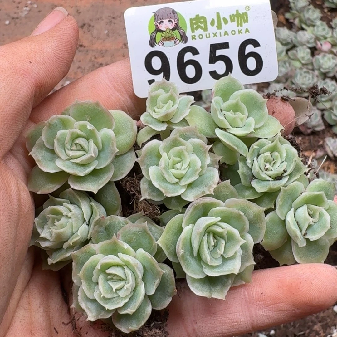 多肉植物多肉植物
