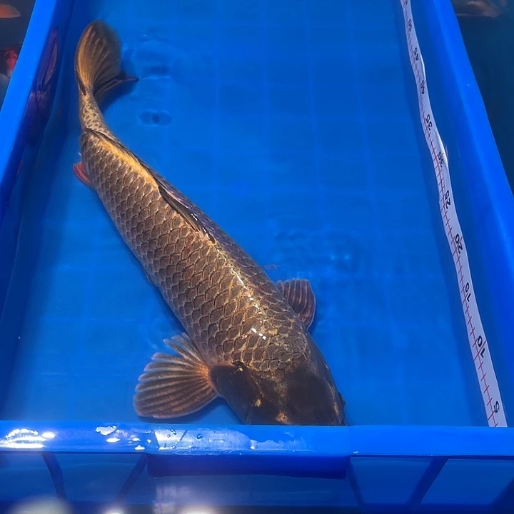 锦鲤锦鲤古黄金一条