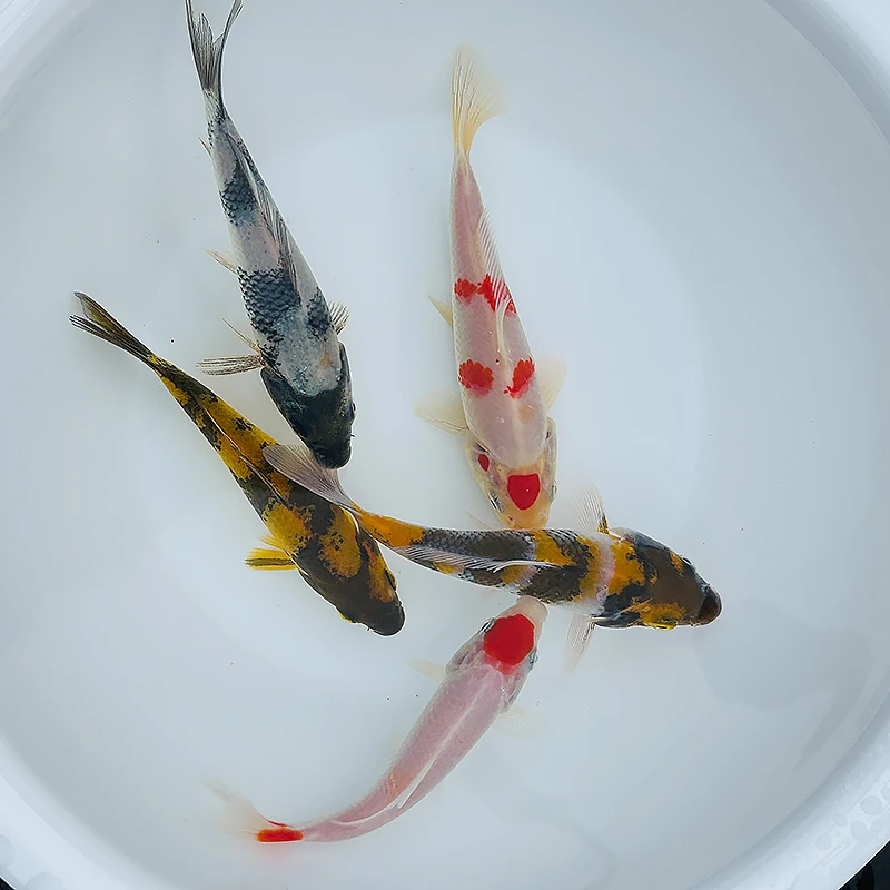 纯种花色锦鲤冷水观赏鱼耐活好养淡水招财鱼
