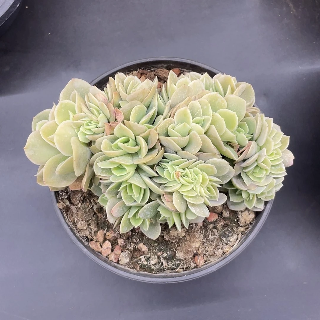 星娜塔缀化，约32头带缀，默认底切