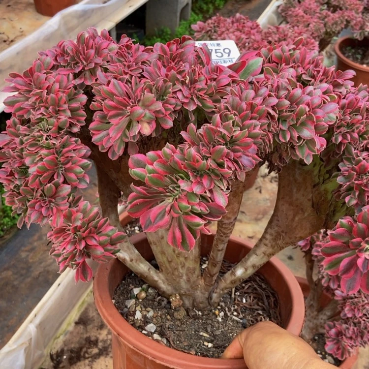 【闪购商品】米*759粉女巫发货多肉