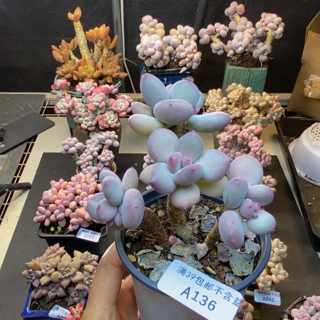 136苹果奶四代多肉6cm