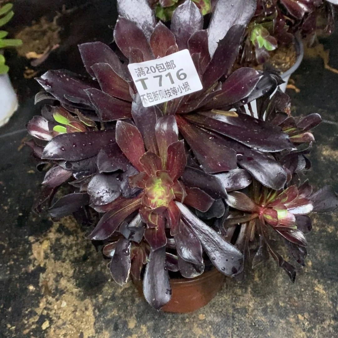 716欧若拉多肉法师