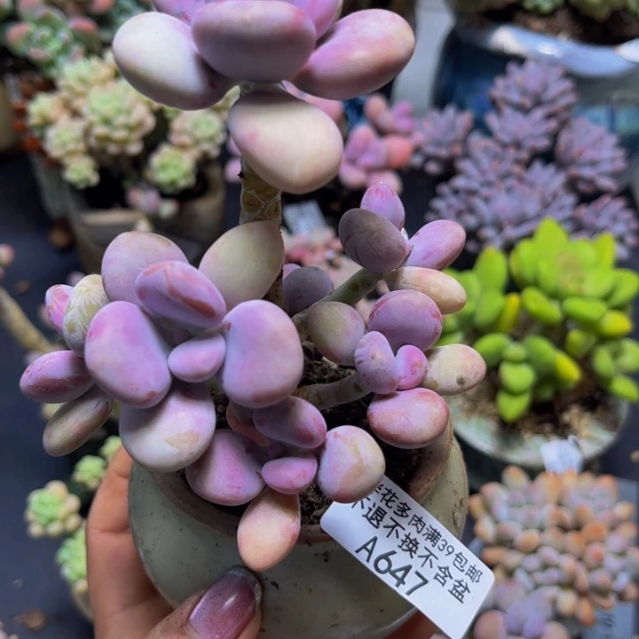 糖果桃蛋树647/9cm