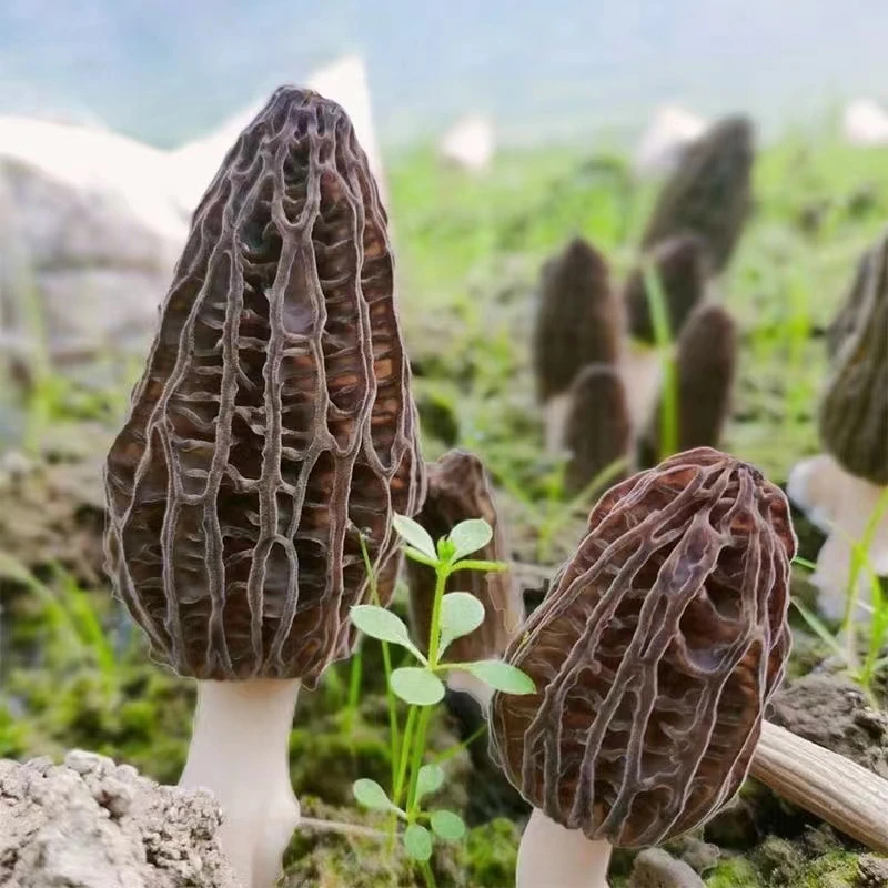 新鲜羊肚菌礼盒款