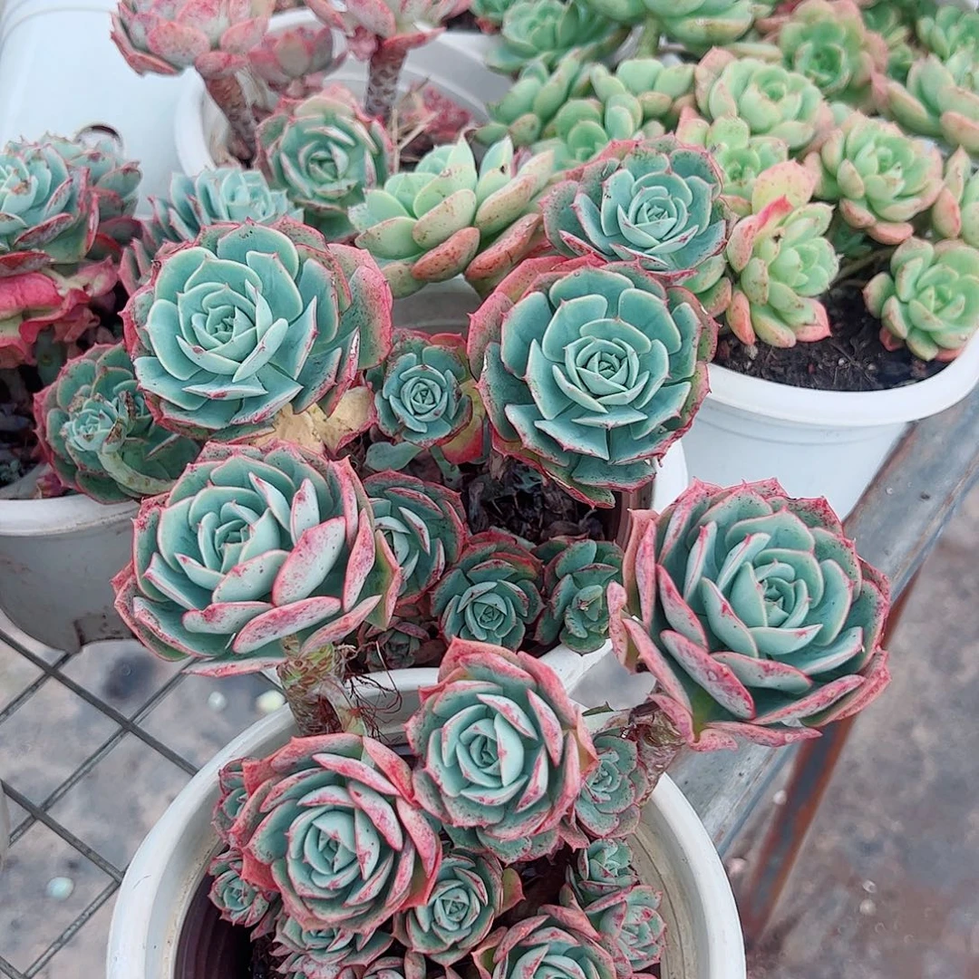 克罗地亚玫瑰多头群生造型