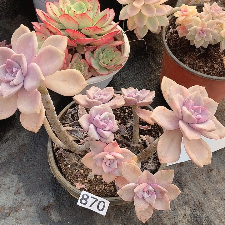 870紫乐锦一物一拍多肉