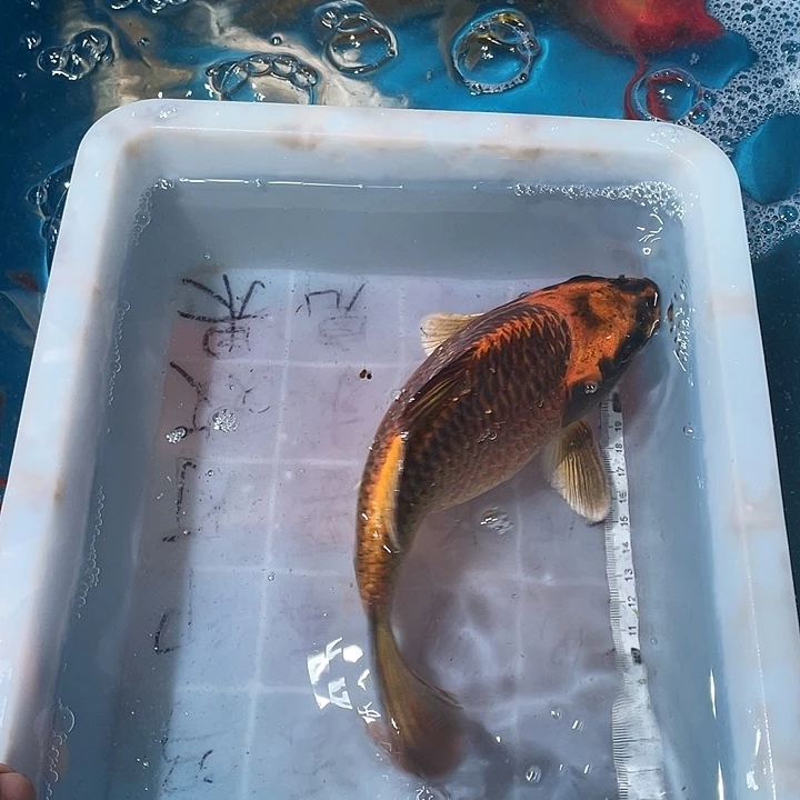 蝴蝶鲤鱼渔场直发01