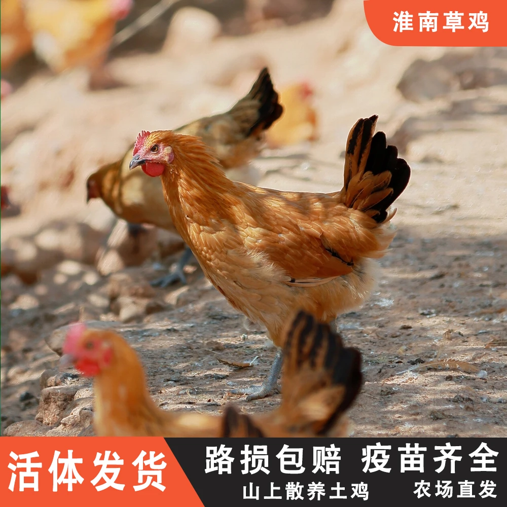 顺丰包邮宠物鸡淮南草鸡青年鸡4只7.5斤左右发货路损包赔散养土鸡