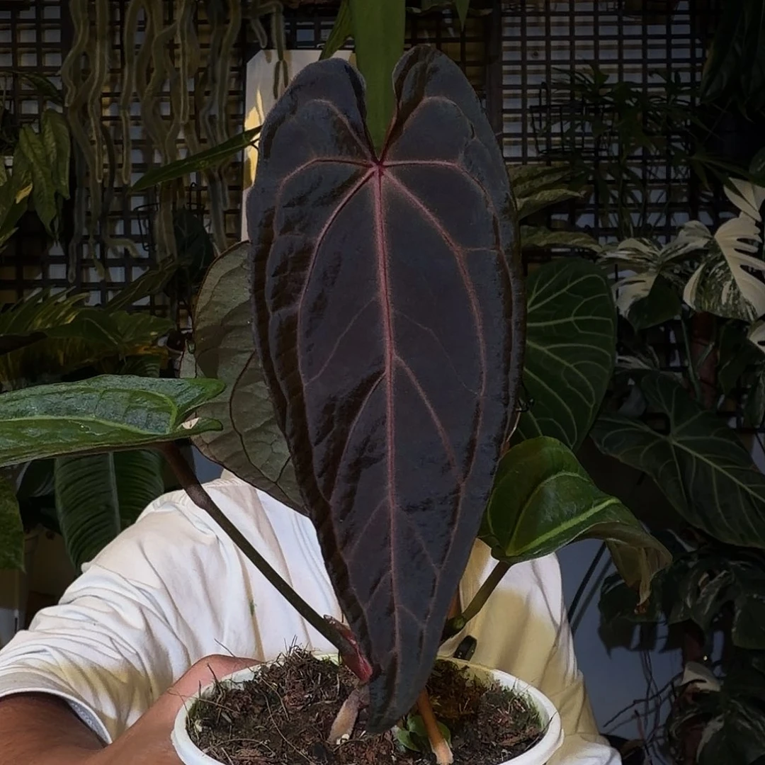 完全开放F291黑曜石杂亡灵法师