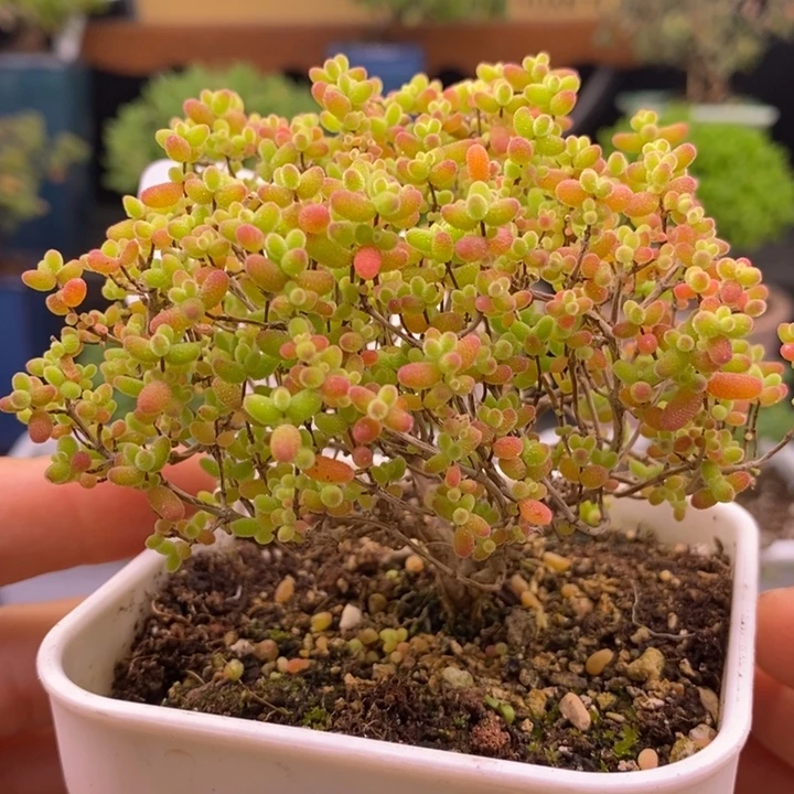 无花朵247蜜橘。