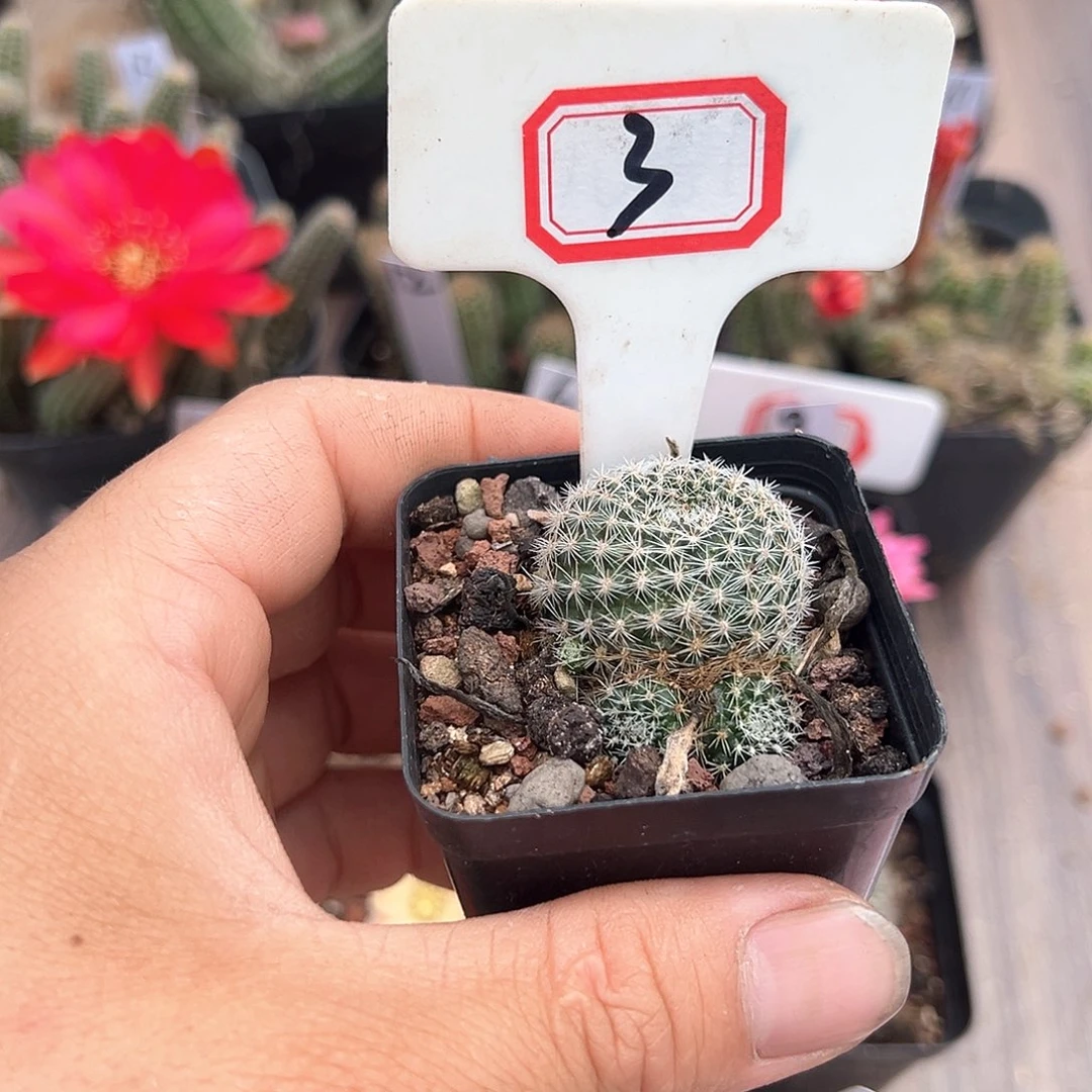 初*3往事多肉园仙人球往事