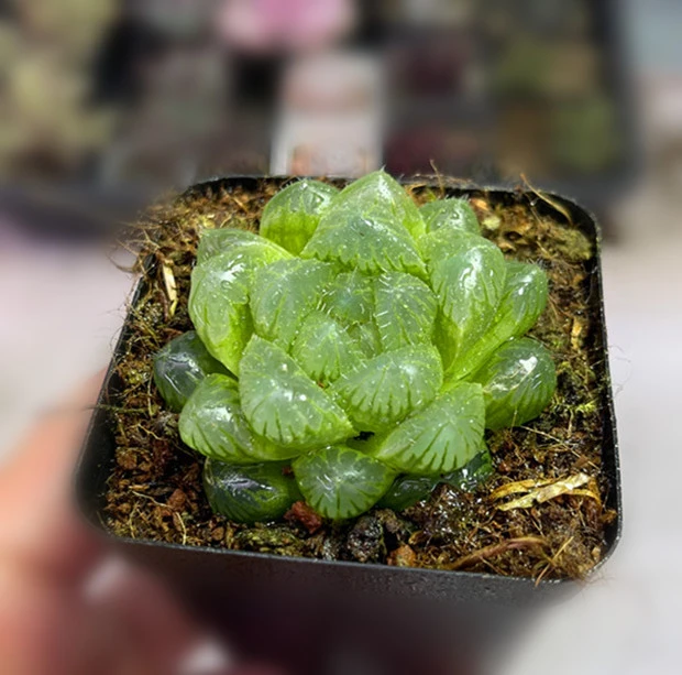 （满9.9元包邮）玉露冰城玉露多肉植物3厘米左右