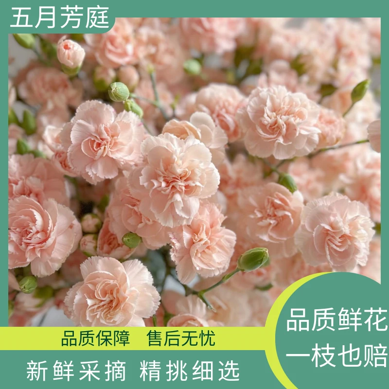 莫言多头康乃馨———莫兰迪高级简约配色暖色粉调好养开大丽花鲜花