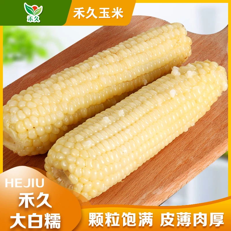 【禾久】河北张家口大白糯玉米 均重300g*8根