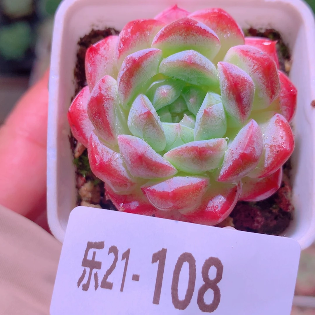 乐然21-108 白桃汽水