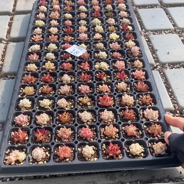 18 多肉植物盆栽花卉