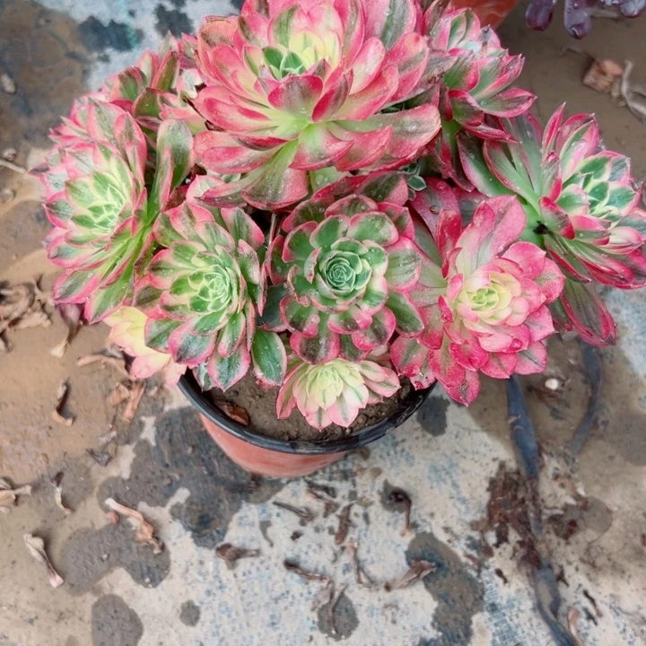 373海王多肉植物