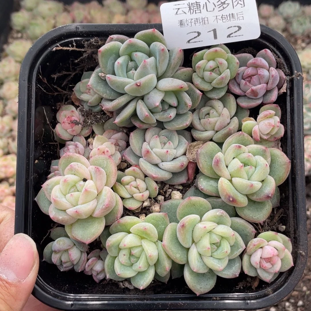 云糖心多肉植物212