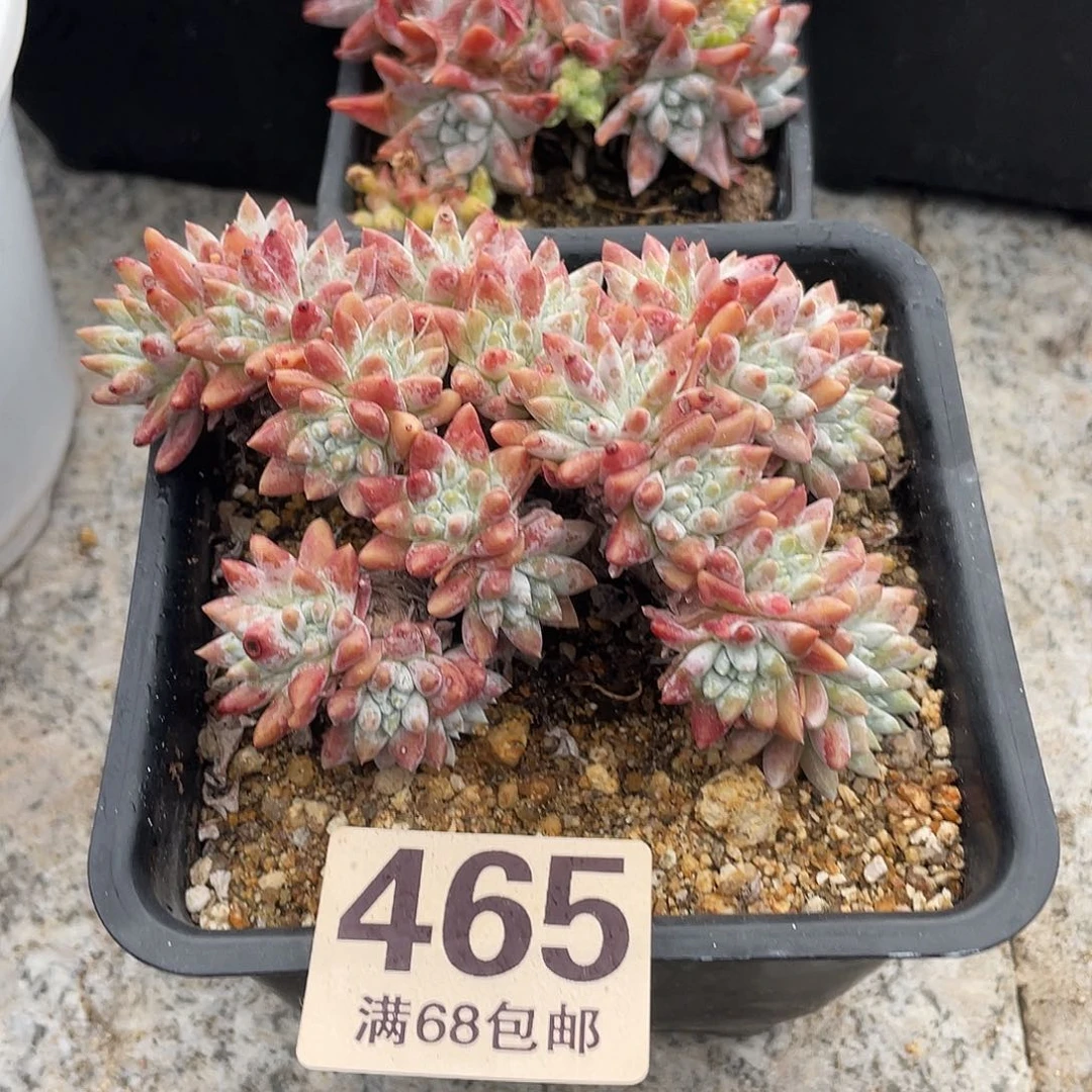 晨溪园艺仙女杯呀