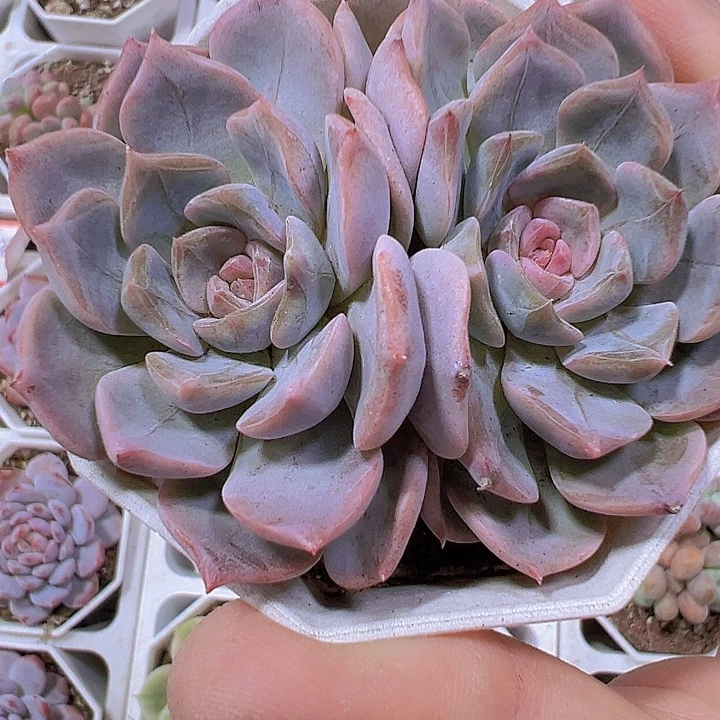 双头起夜莺19包邮多肉植物