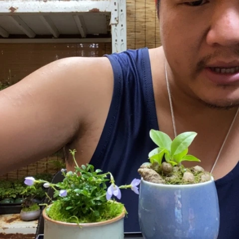 红陶一物一拍所见即所得101