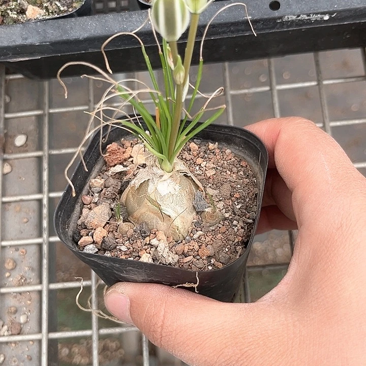 我也不知道我为什么会