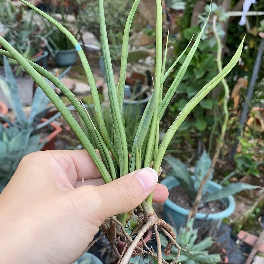 帕瓦虎皮兰发3棵。