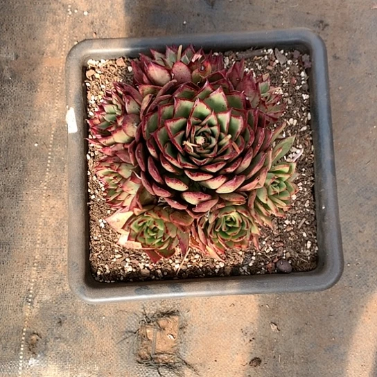 开**好美肉特价活动开始啦