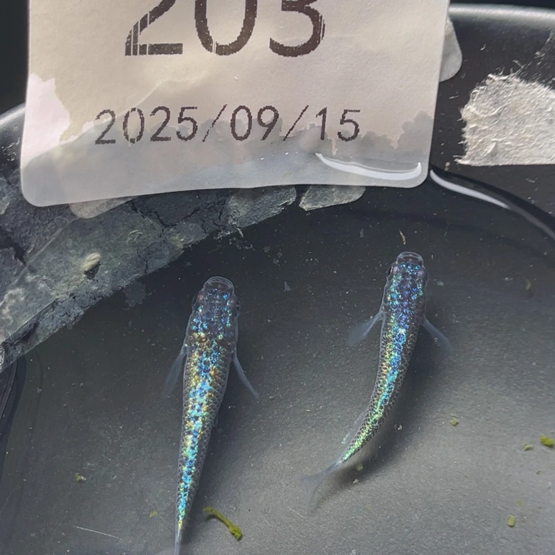 青鳉203海王星无背鳍一对