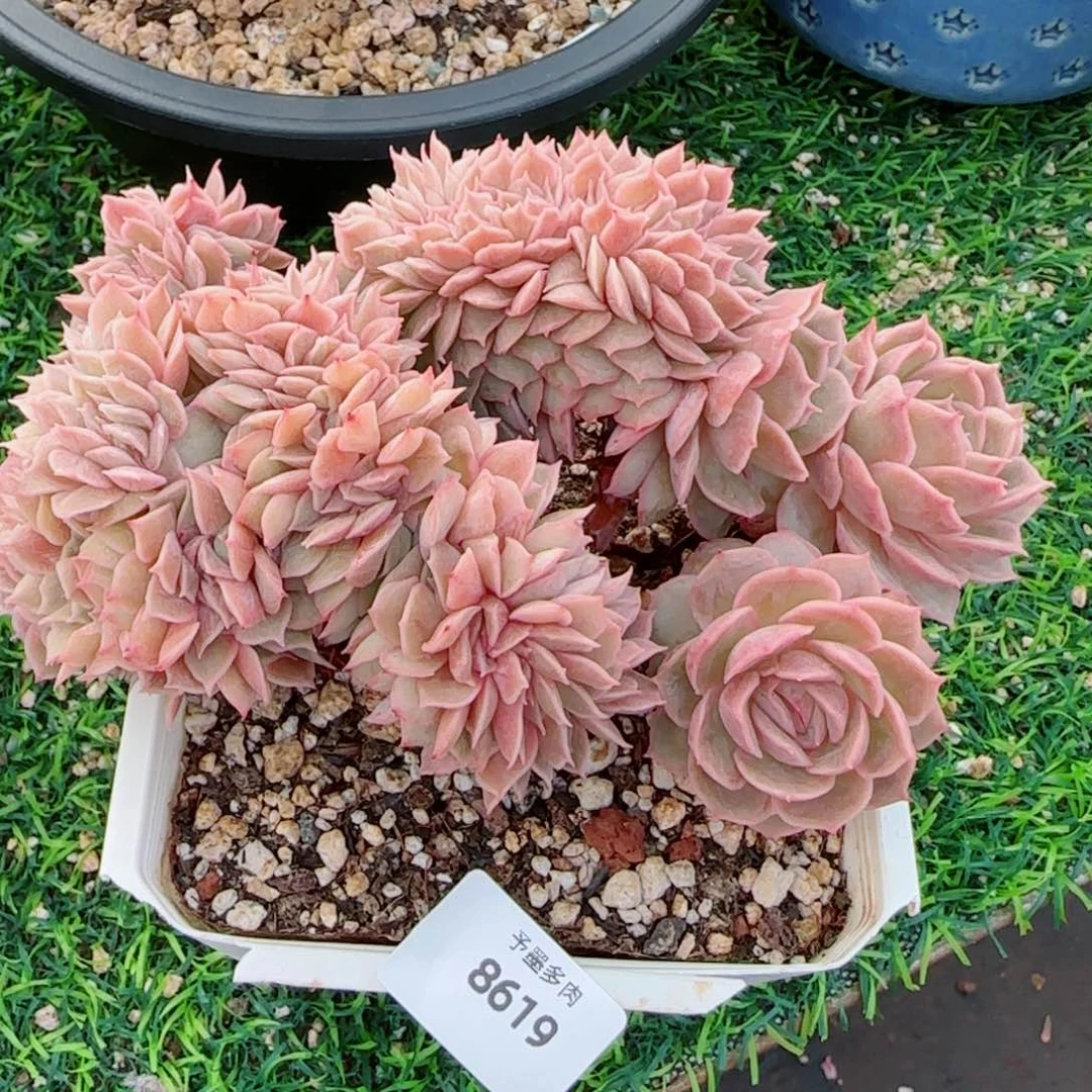 昂缀，8619多肉植物