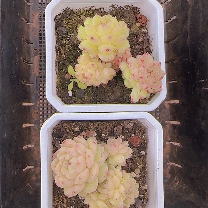 花时光精品多肉48